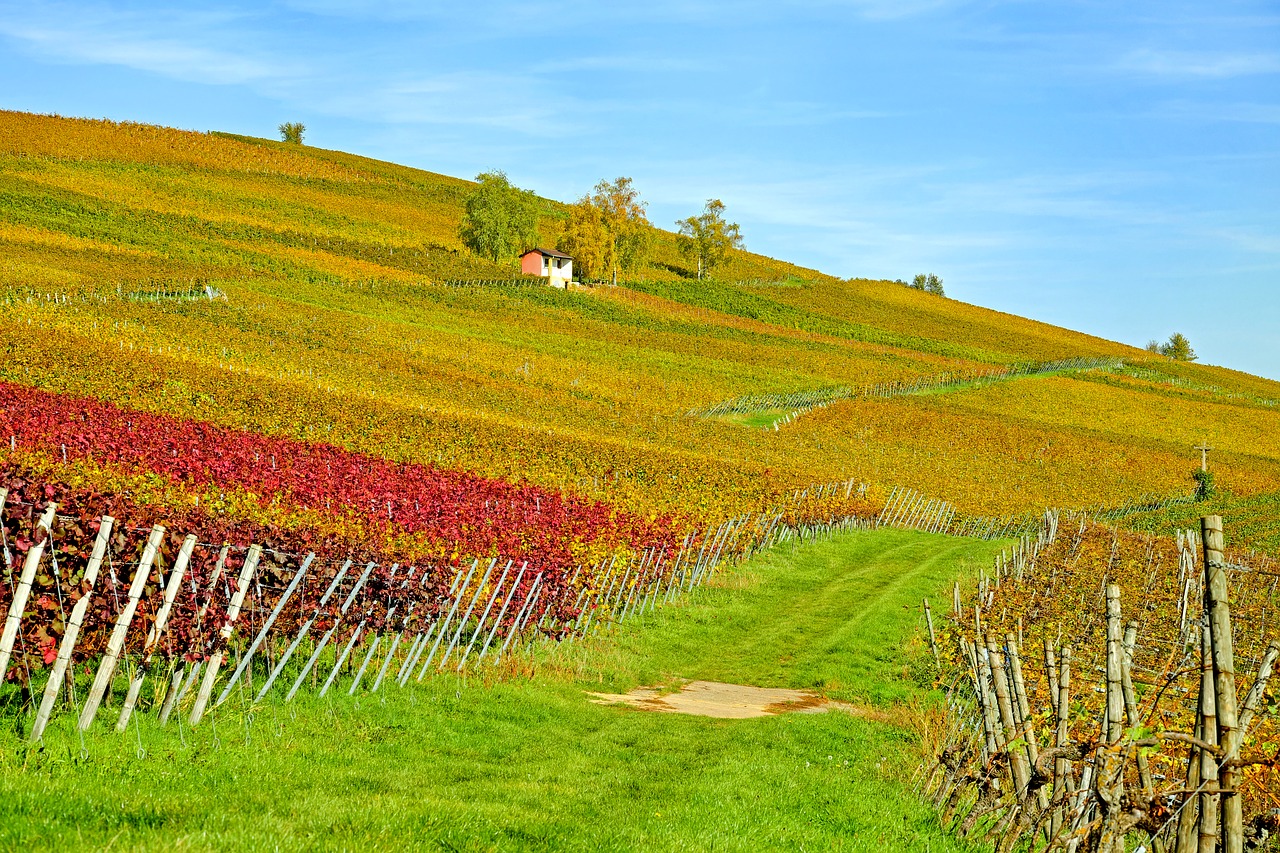 Chablis Grand Cru