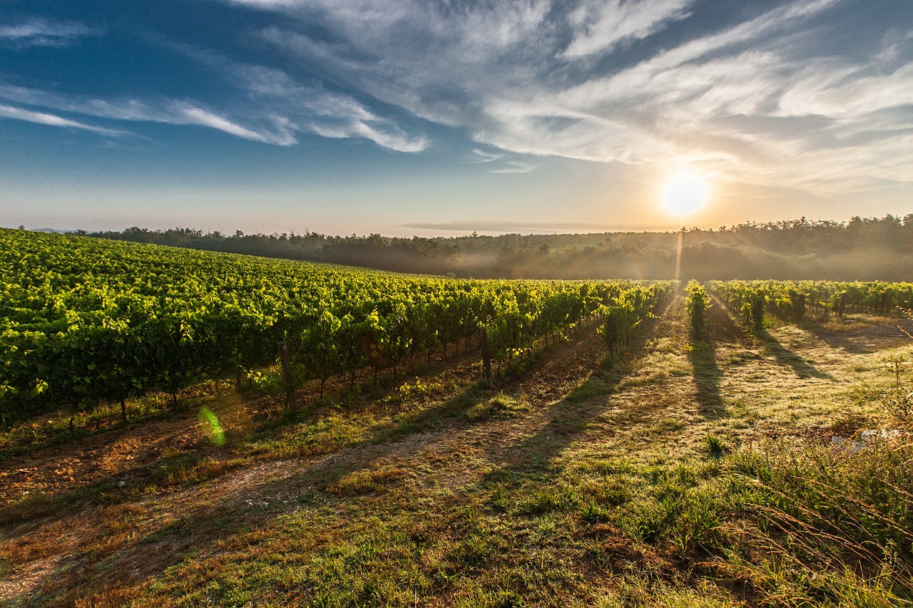 Sauterne