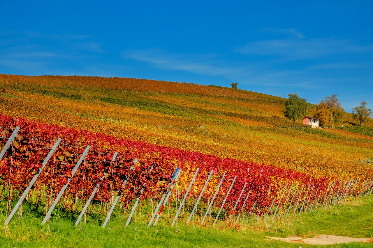 Maipo Valley