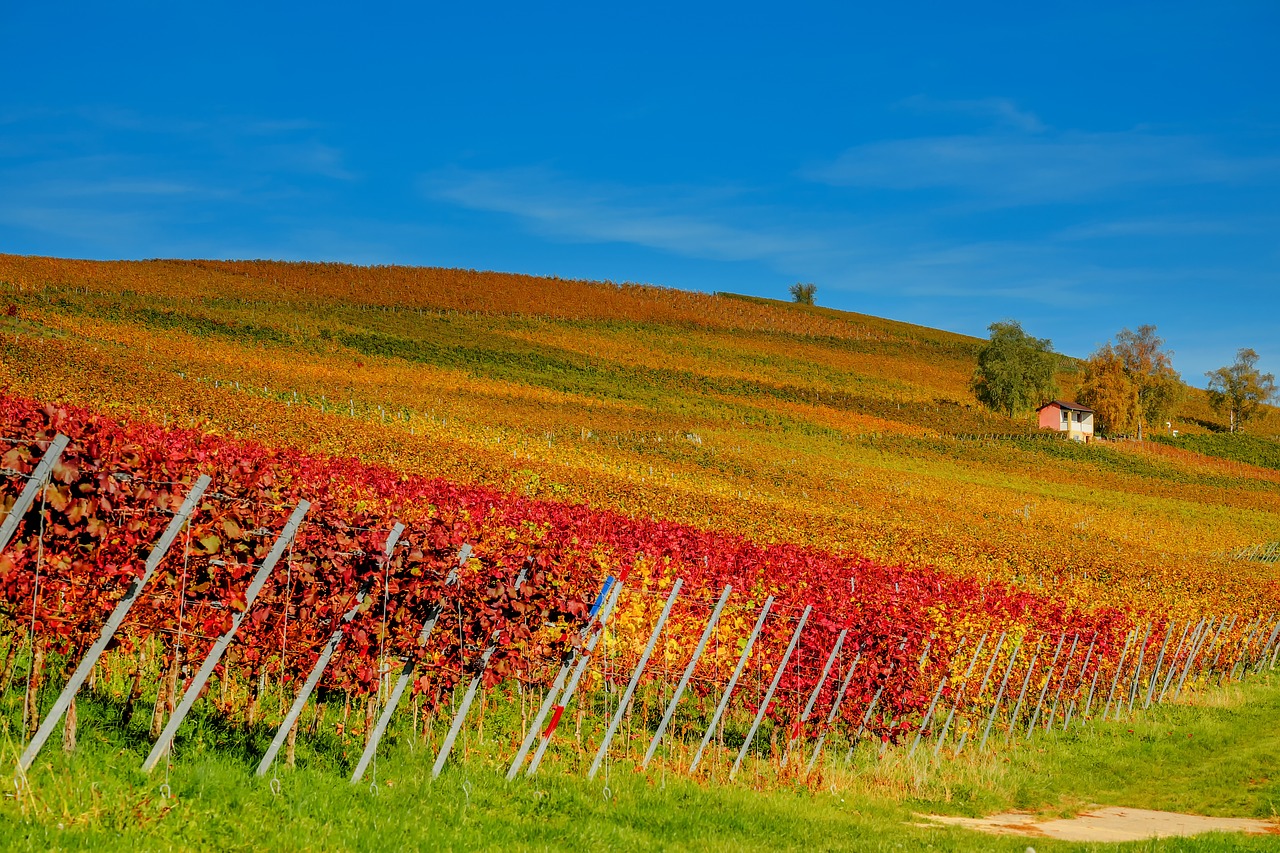 Crozes Hermitage