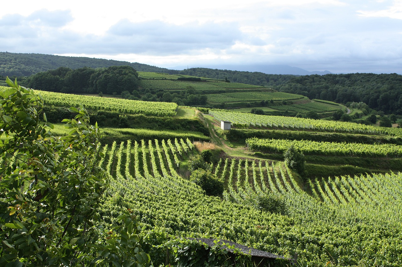 St Emilion grand cru