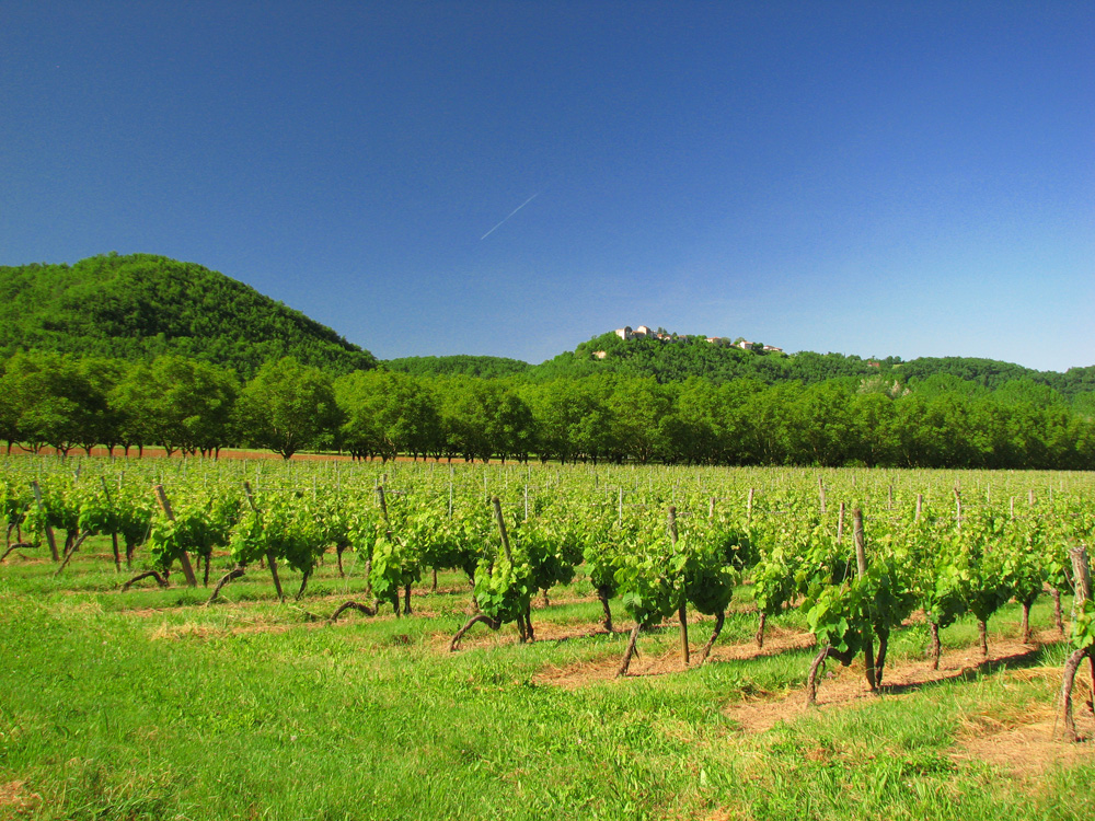 Selection de Vignerons