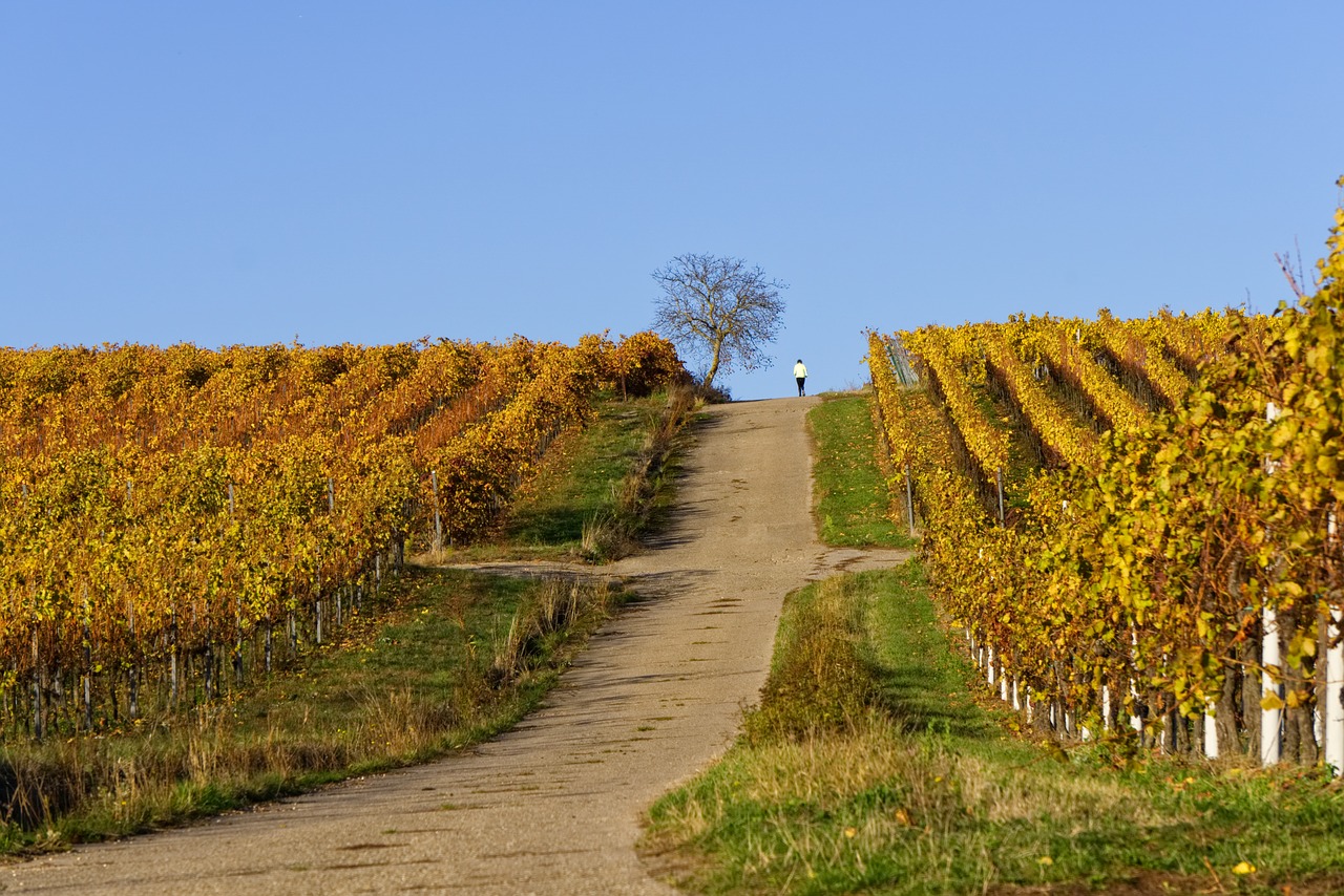 Montagne St Emilion