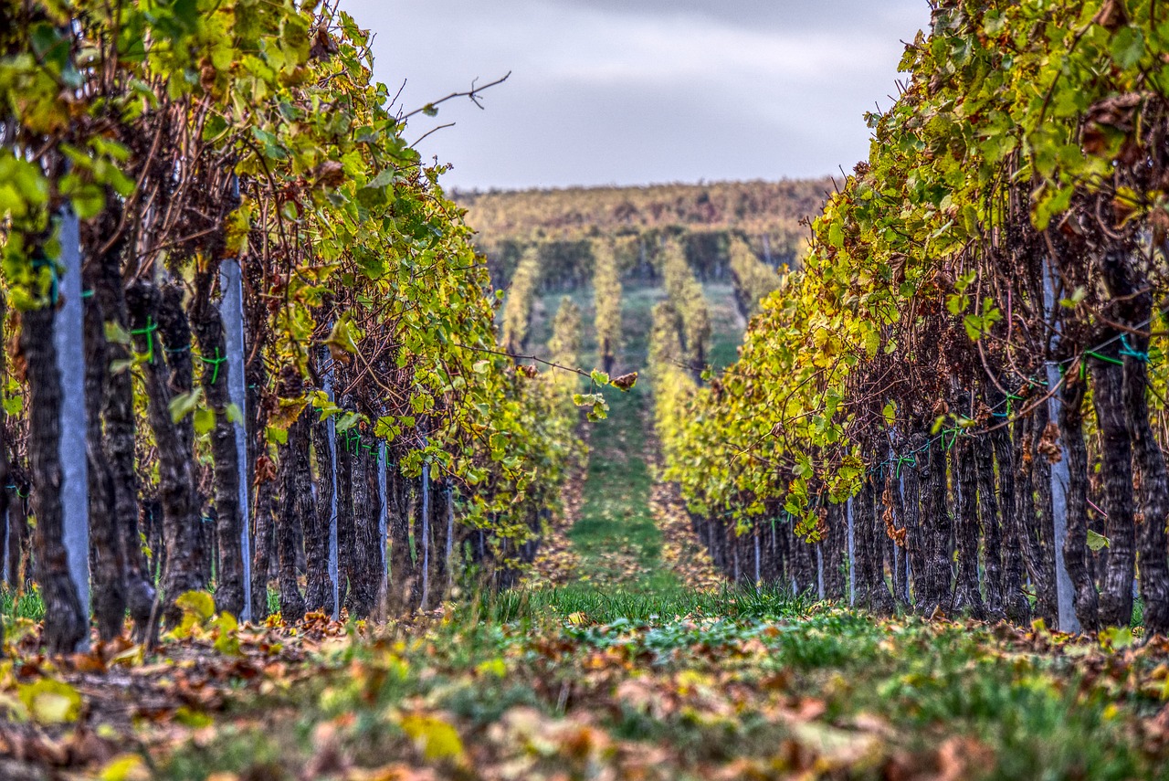 Gevrey Chambertin