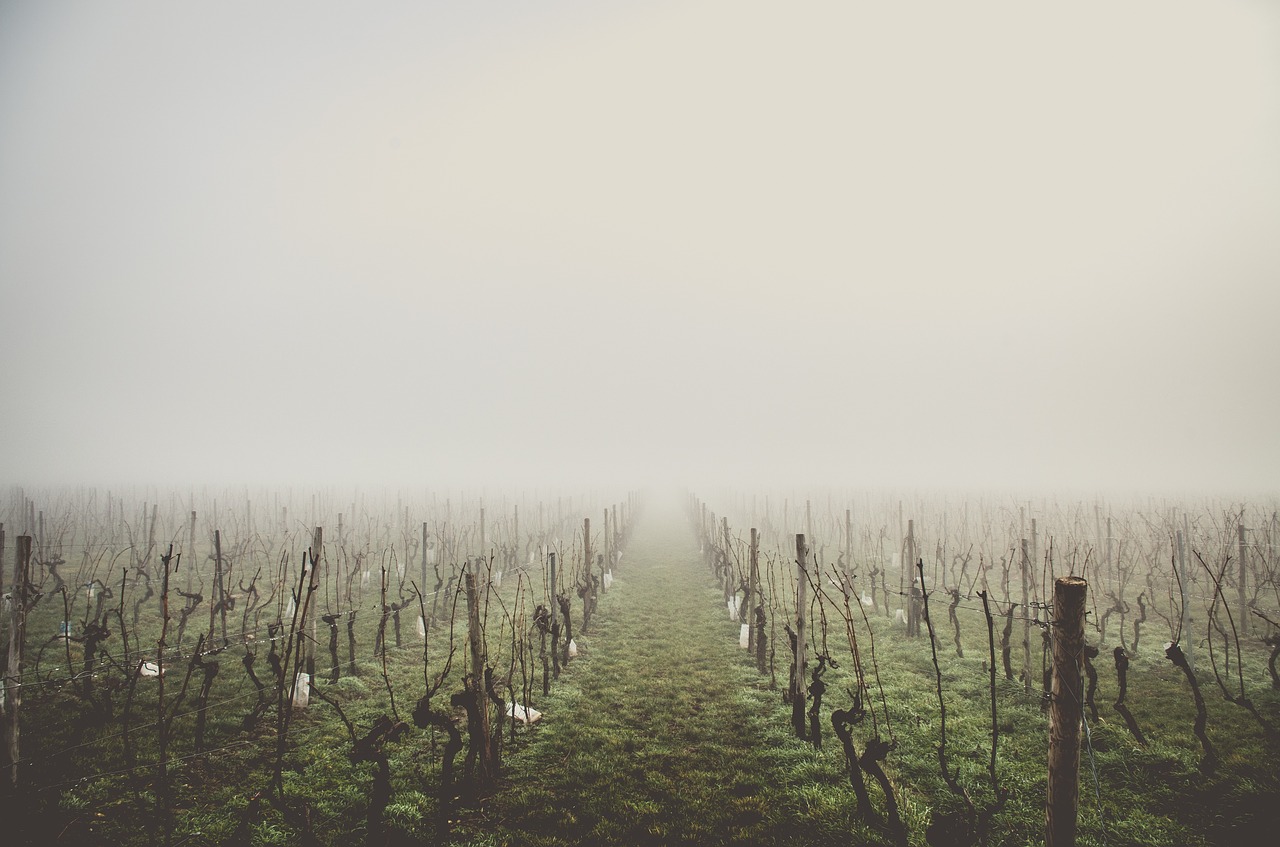 Coteaux du Languedoc